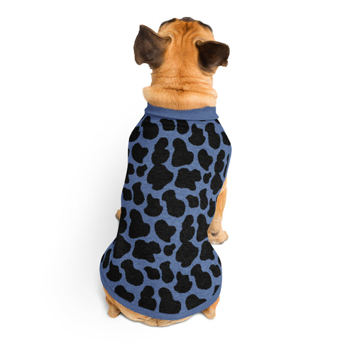 Dog wearing a black and blue sweater on a white background