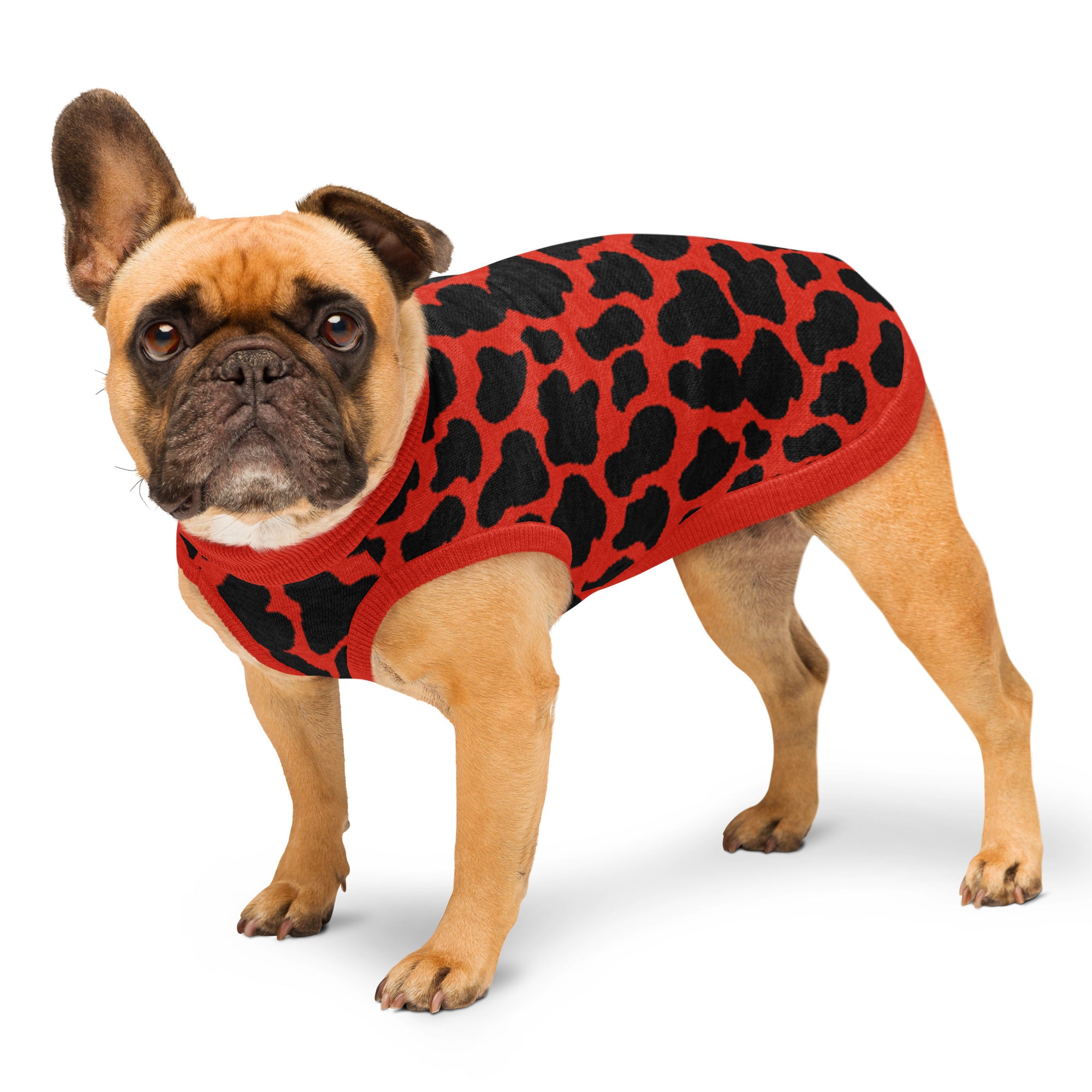 Dog wearing a red and black patterned sweater on a white background